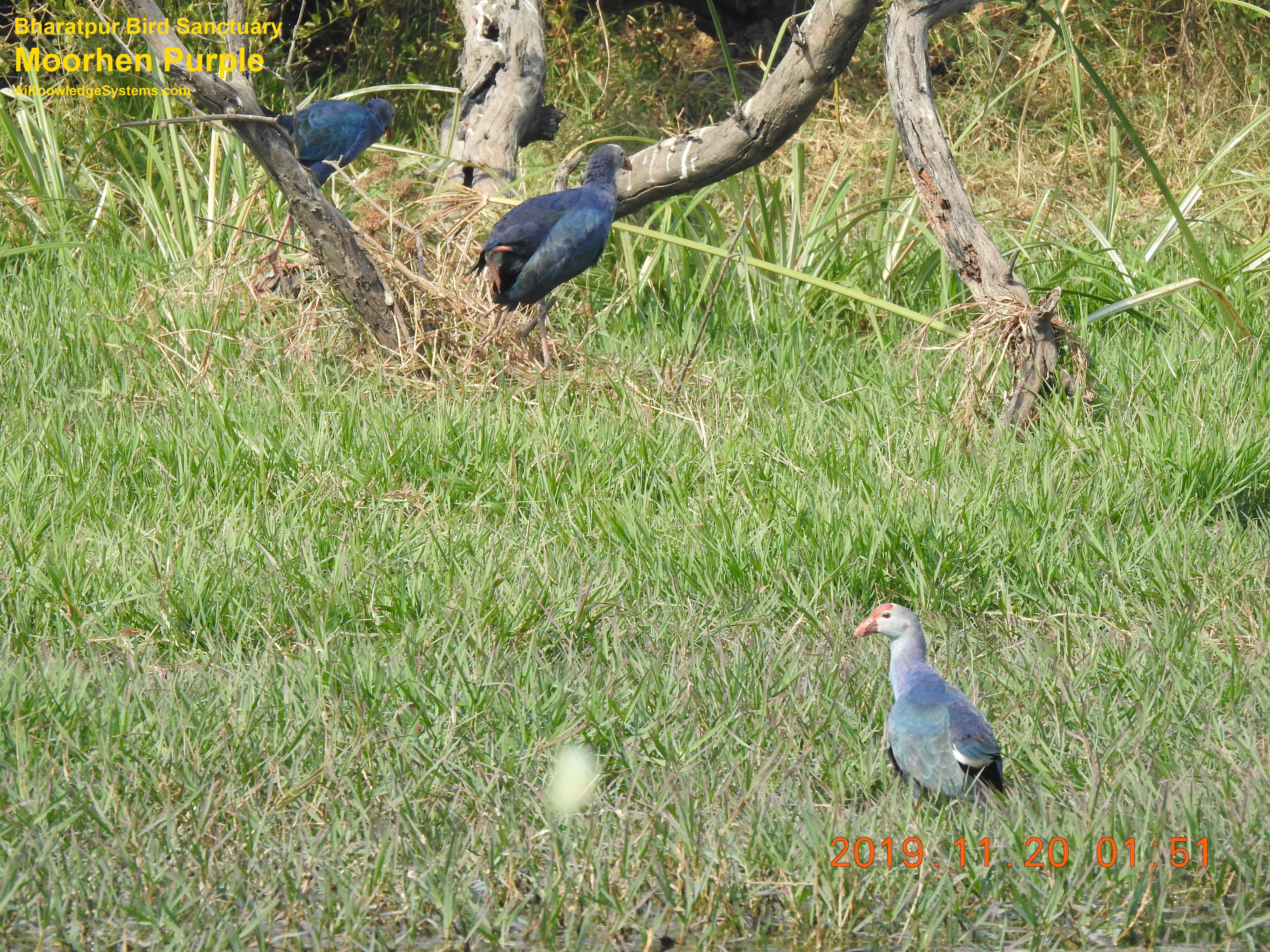 Moorhen Purple (1) Coming Soon